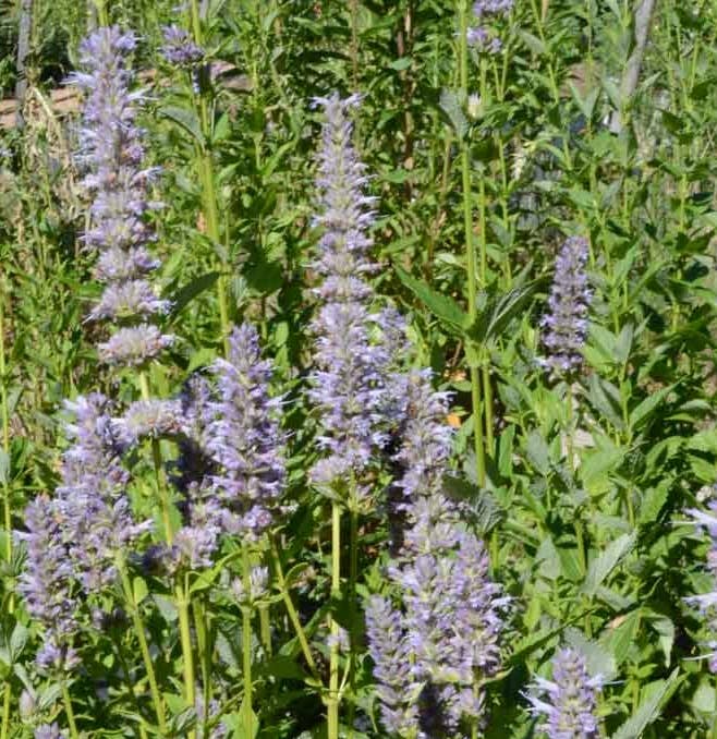 Pocket Garden | Edible Flowers | Cook's Garden | Summer Gift