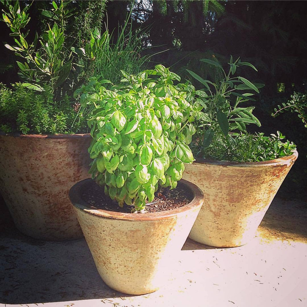 Garden Maker Culinary Herbs | Best Seller | Summer Cooking