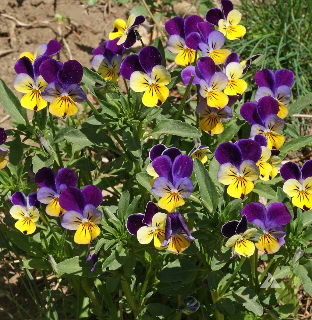 Pocket Garden | Edible Flowers | Cook's Garden | Summer Gift