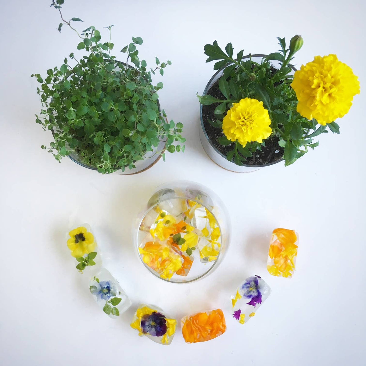 Pocket Garden | Edible Flowers | Cook's Garden | Summer Gift