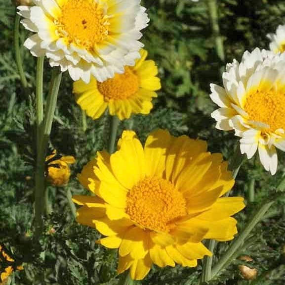 Pocket Garden | Edible Flowers | Cook's Garden | Summer Gift