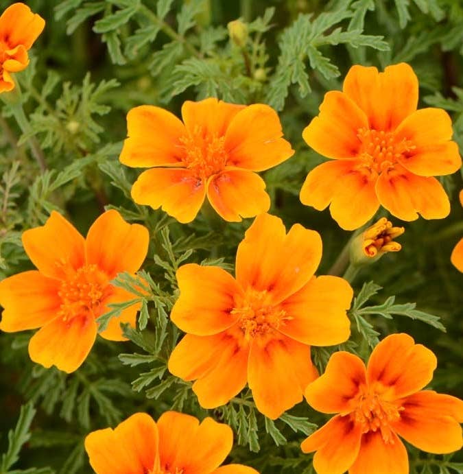 Pocket Garden | Edible Flowers | Cook's Garden | Summer Gift