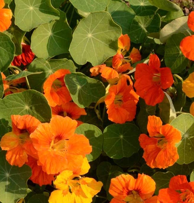 Pocket Garden | Edible Flowers | Cook's Garden | Summer Gift